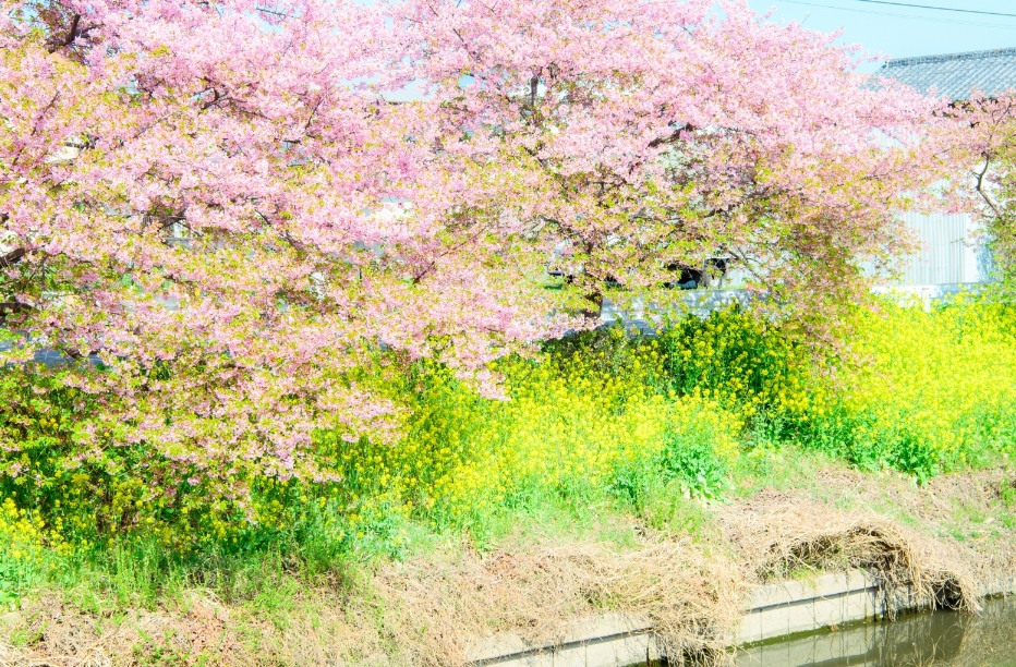 桜並木の写真